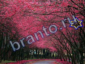 ответы на игру Найди животных Уровень 1711