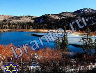 ответы на игру Найди животных Уровень 1712