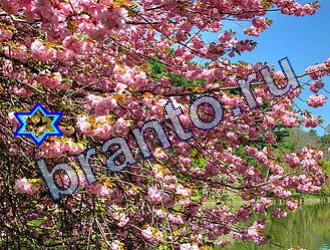 ответы на игру Найди животных Уровень 1715