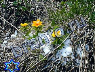 ответы на игру Найди животных Уровень 1720