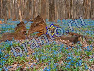 ответы на игру Найди животных Уровень 1721