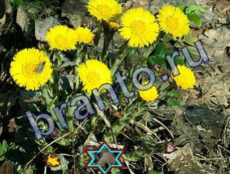 ответы на игру Найди животных Уровень 1723