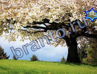 ответы на игру Найди животных Уровень 1725