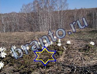 ответы на игру Найди животных Уровень 1729