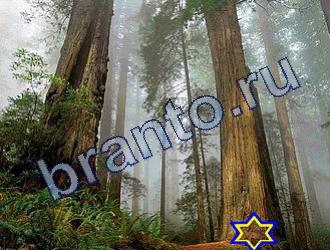 ответы на игру Найди животных Уровень 1732