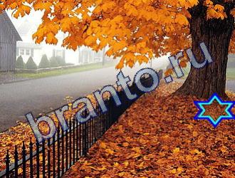 ответы на игру Найди животных Уровень 1734