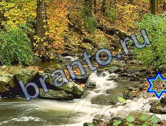 ответы на игру Найди животных Уровень 1736