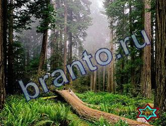 ответы на игру Найди животных Уровень 1742