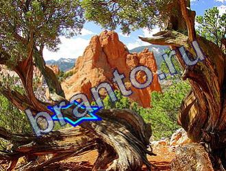 Игра Найди животных ответы Уровень 1743