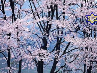 подсказки Найди животных Уровень 1744