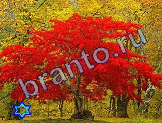 ответы на игру Найди животное Уровень 1745