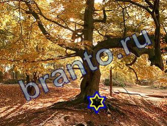 ответы на игру Найди животных Уровень 1746