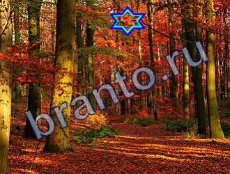 подсказки на игру Найди животных Уровень 1747