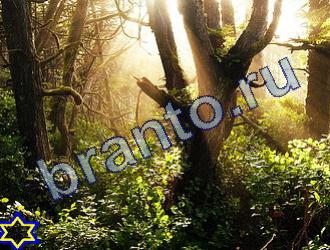 ответы на игру Найди животных в контакте Уровень 1750