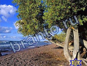 Найди животных решебник Уровень 1755