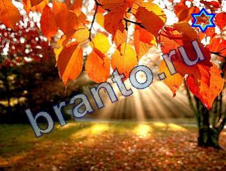 ответы на игру Найди животных Уровень 1764