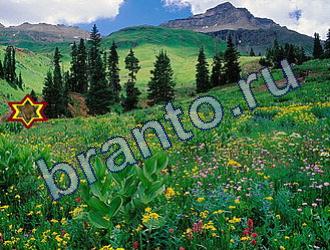 ответы на игру Найди животных Уровень 1765