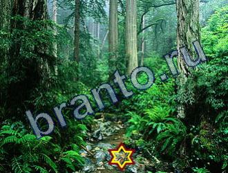 ответы на игру Найди животных Уровень 1768