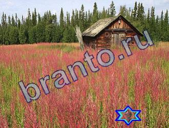 ответы на игру Найди животных Уровень 1769