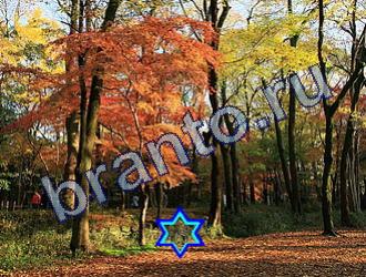 ответы на игру Найди животных Уровень 1772