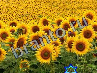 ответы на игру Найди животных Уровень 1796