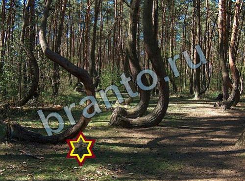 Игра Найди собаку подсказки Уровень 332