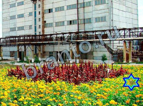 Найди собаку сборник ответов ВК Уровень 350