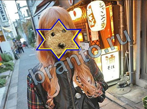 Игра Найди собаку подсказки Уровень 248