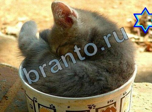 Найди собаку в одноклассниках ответы Уровень 283