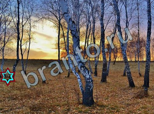 Найди собаку в одноклассниках ответы Уровень 304