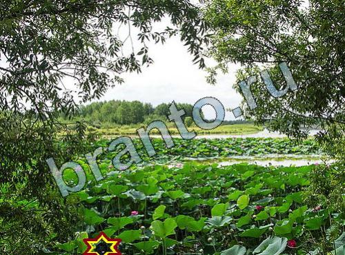 Найди собаку подсказки Уровень 305