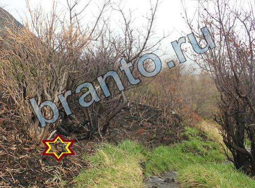 ответы на игру Найди собаку Уровень 309