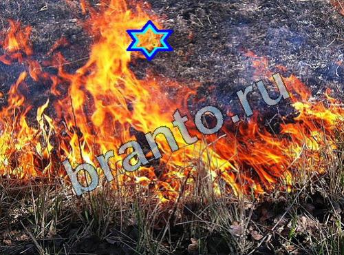 ответы на игру Найди собаку Уровень 386