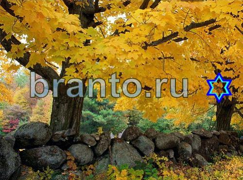 ответы на игру Найди собаку Уровень 468