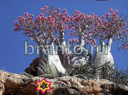 Найди собаку подсказки Уровень 473