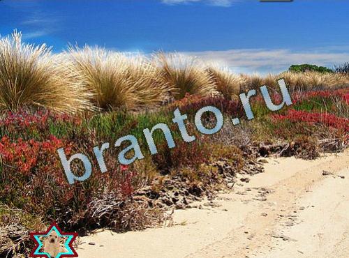 ответы на игру Найди собаку ВК Уровень 508