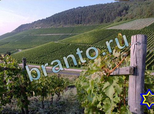 игра Найди собаку подсказки в контакте Уровень 509