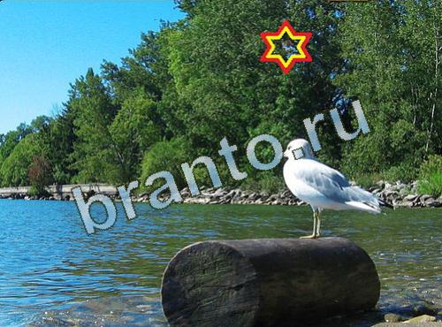 Найди собаку сборник ответов ВК Уровень 518