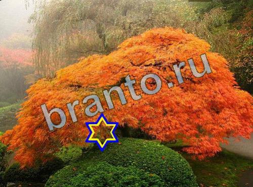 Найди собаку игра ответы Уровень 595