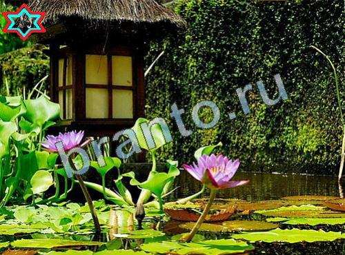 ответы на игру Найди собаку Уровень 596