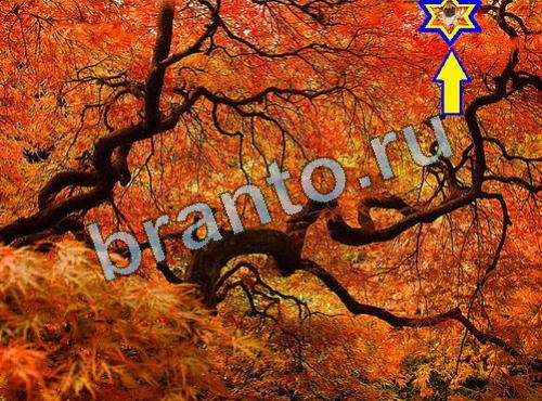 игра Найди собаку ответы Уровень 597