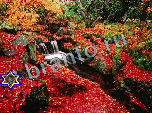 ответы на игру Найди собаку Уровень 603