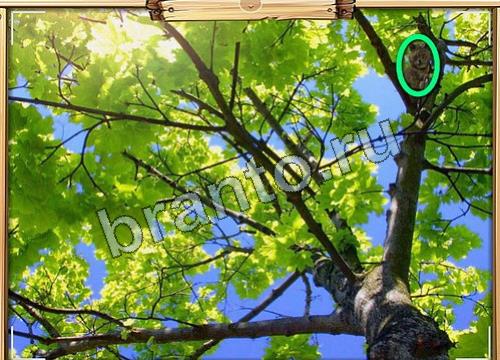 ответы на игру в одноклассниках Усатое расследование Уровень 66