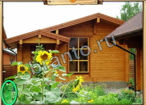 Одноклассники Усатое расследование ответы Уровень 68