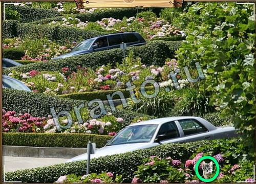 ответы на игру в одноклассниках Усатое расследование Уровень 96