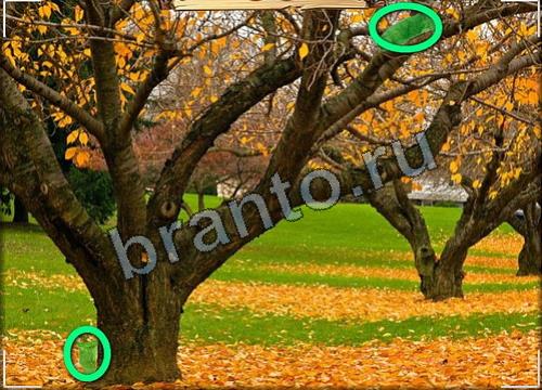 Усатое расследование ответы в картинках Уровень 176