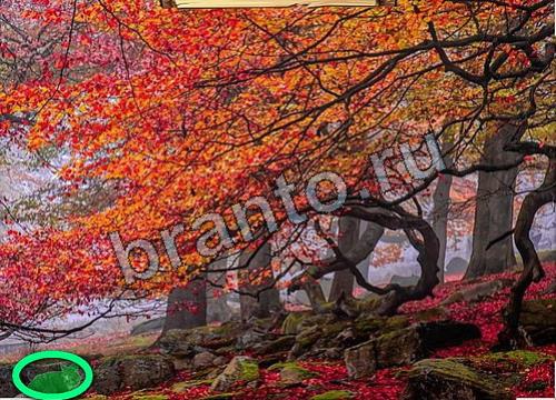 Усатое расследование игра ответы Уровень 203