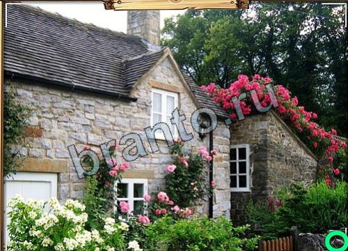 Игра Усатое расследование подсказки вконтакте Уровень 208