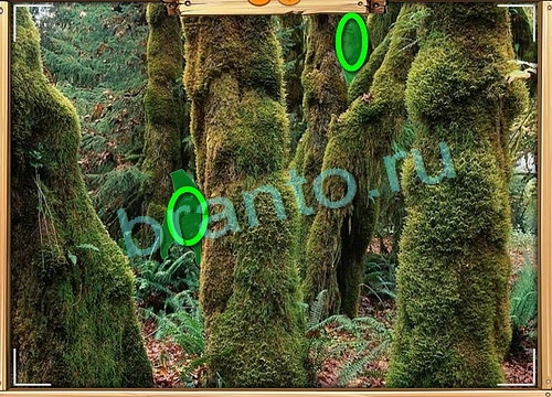 игра Усатое расследование ответы в одноклассниках на Уровень 830