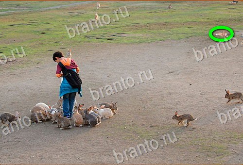 ответы на игру Найди кота Уровень 463